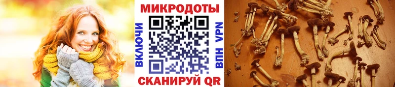 Псилоцибиновые грибы Psilocybe  купить наркотики сайты  Нариманов 